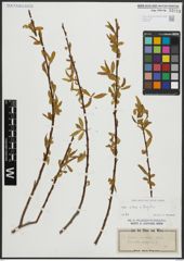 Foto von Salix alba L. x Salix fragilis L.